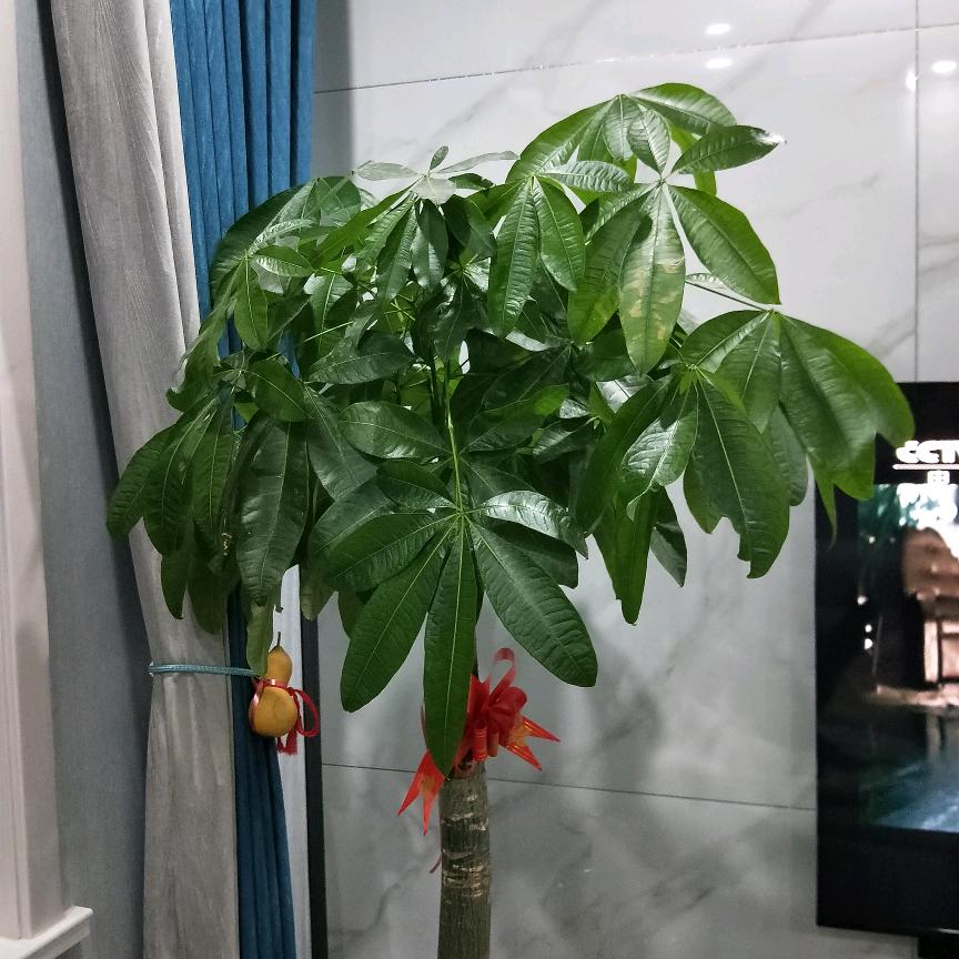 李芳