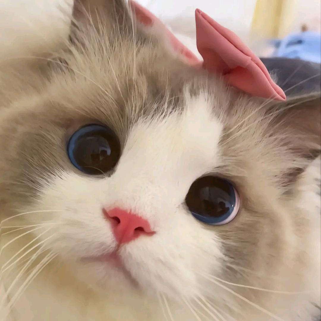 悦悦不叫悦悦😽