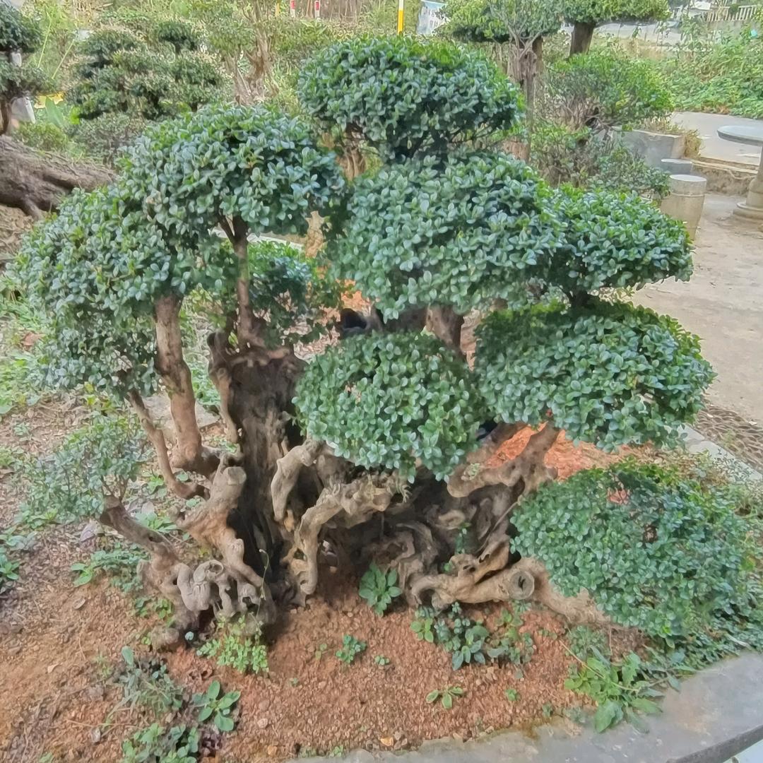 败家子绿植
