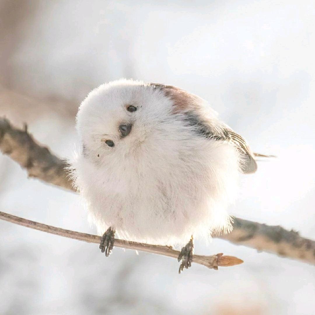 疯裂头像