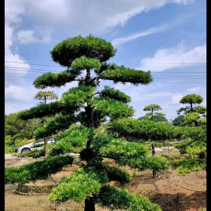 潜山利民园林绿化