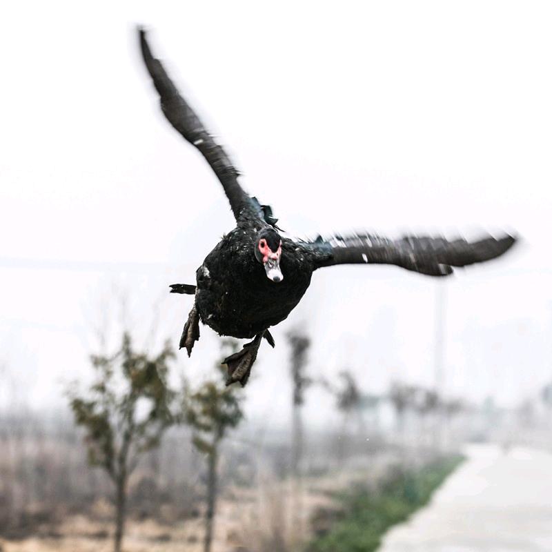 盐城市盐都区大冈镇阿玛兰家庭农场