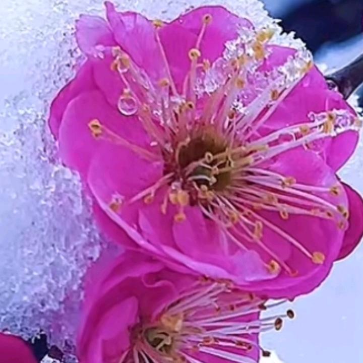 寒梅傲雪