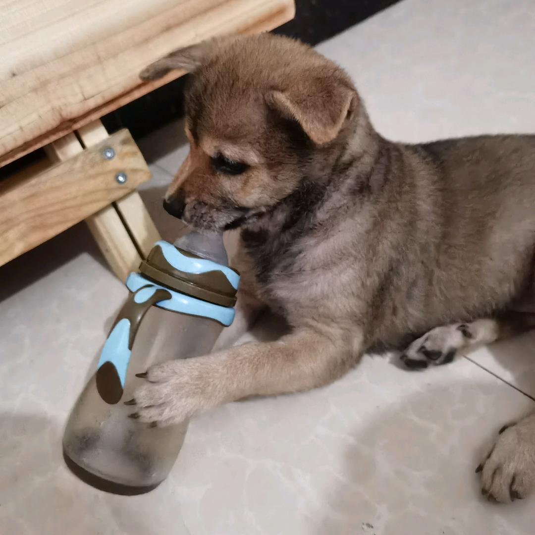 奶瓶🐶