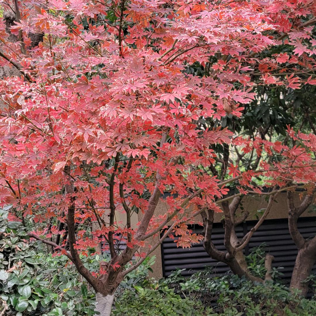 红杉树