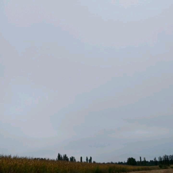玉米小王子
