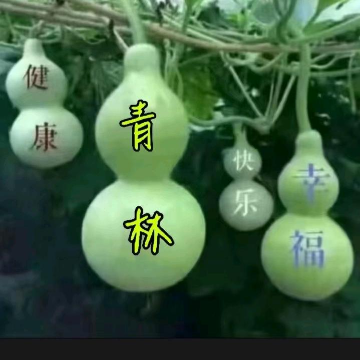 雄鹰