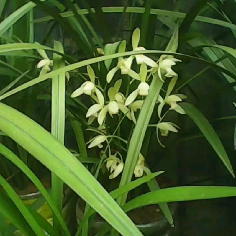 幸福港
