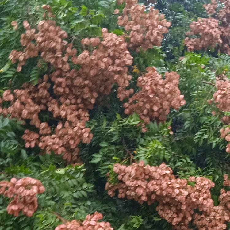开心果❤️