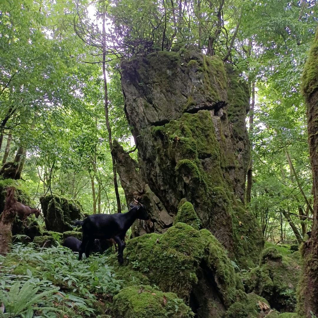 黑山羊放牧者