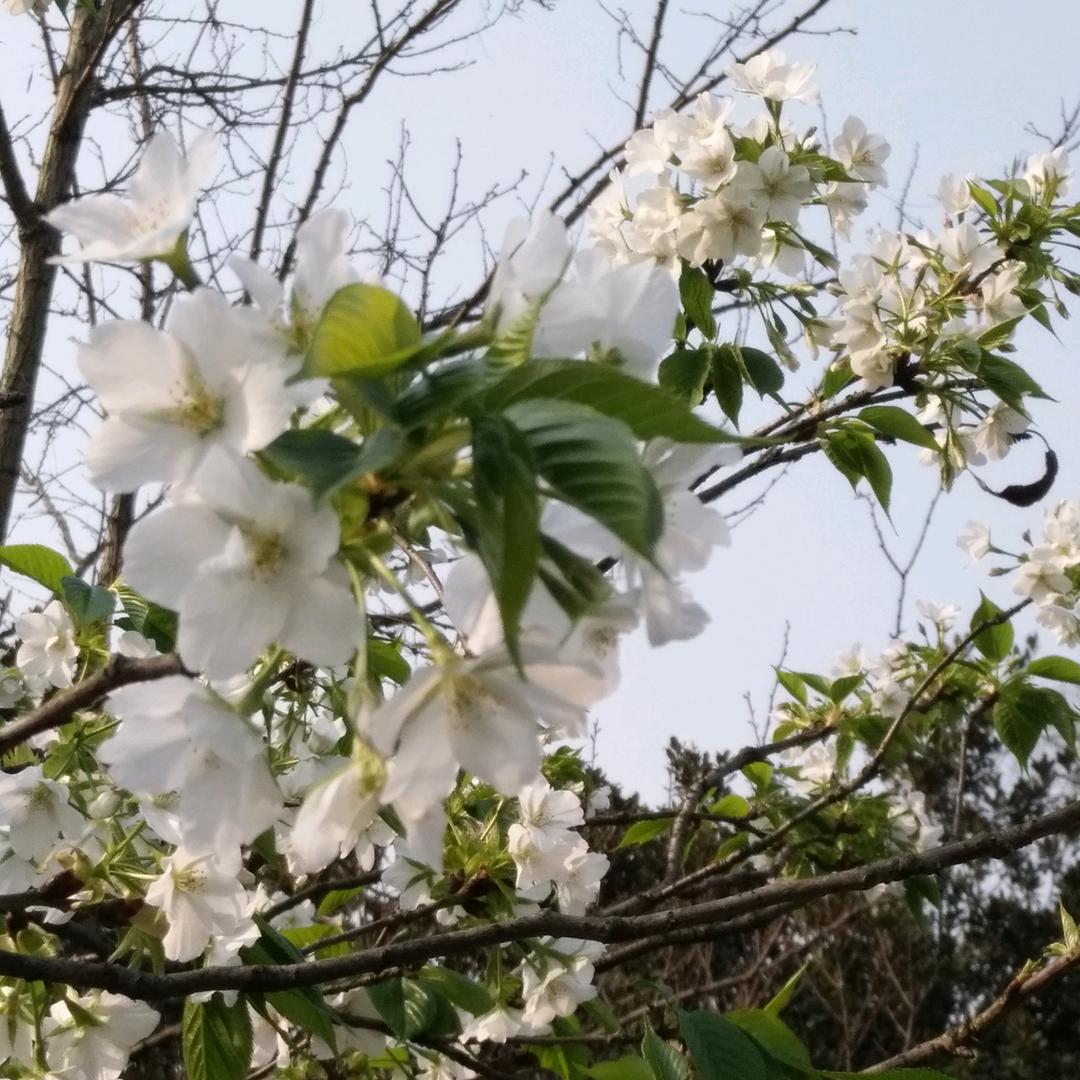 风信纸