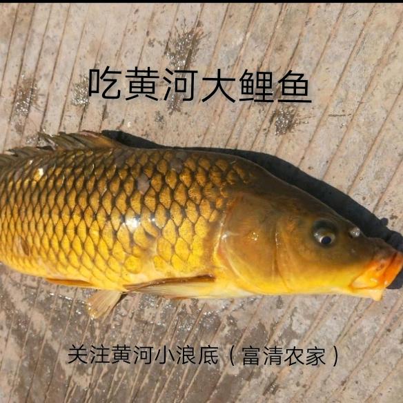 黄河小浪底富清农家（景区博主小王师傅）
