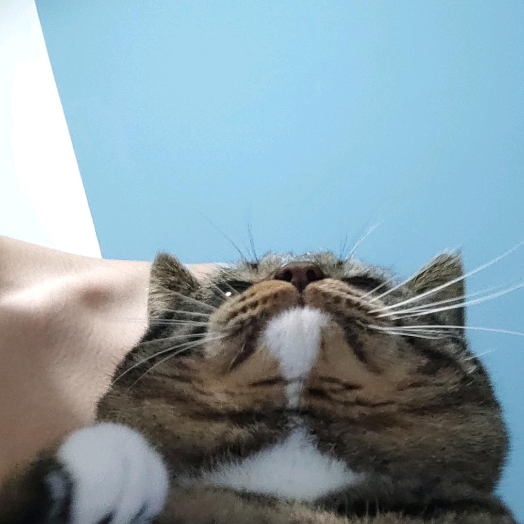 亿只猫