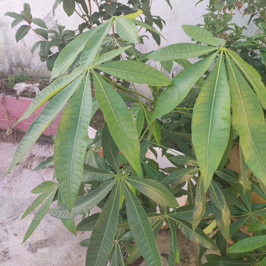 知足常砾