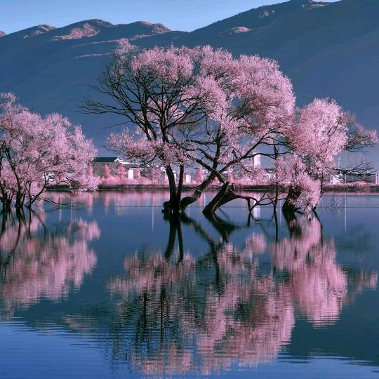 雪莲花
