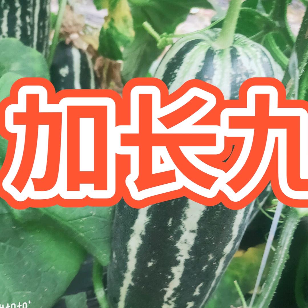 青县棚棚收种业