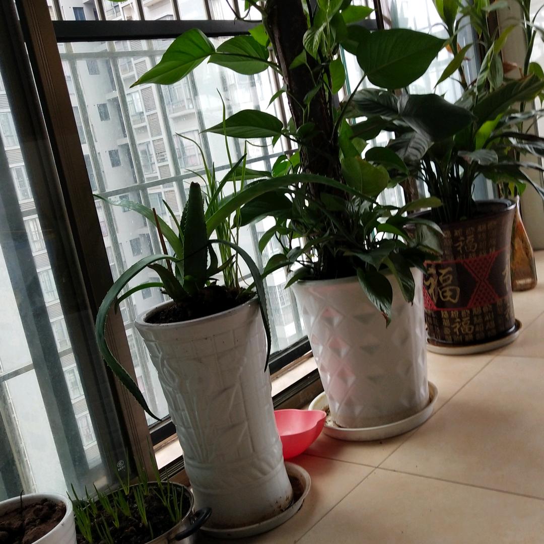 琼琼