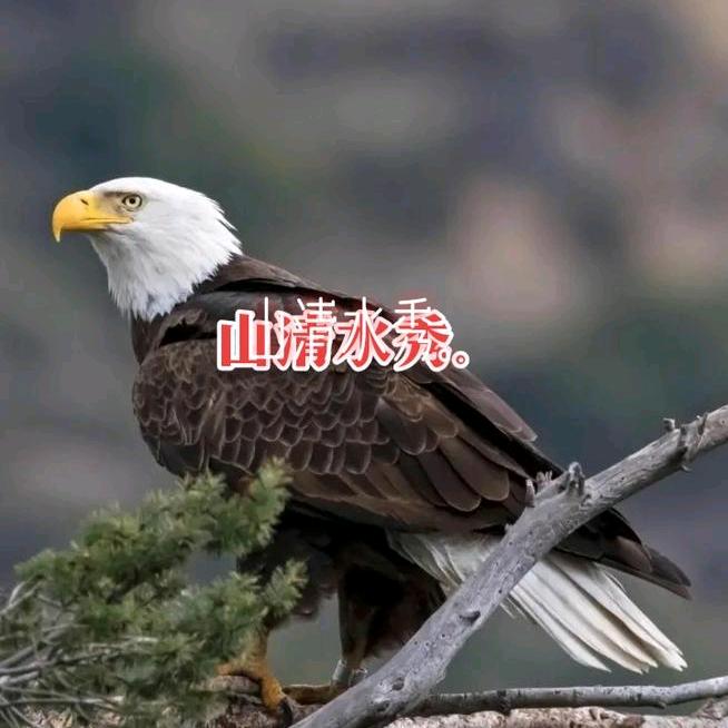 春天的雨