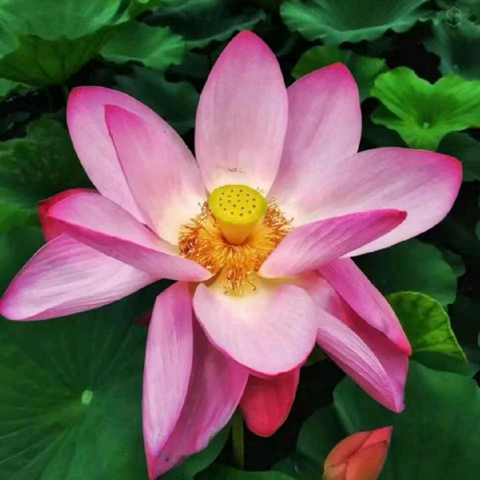 彩萍年年有余