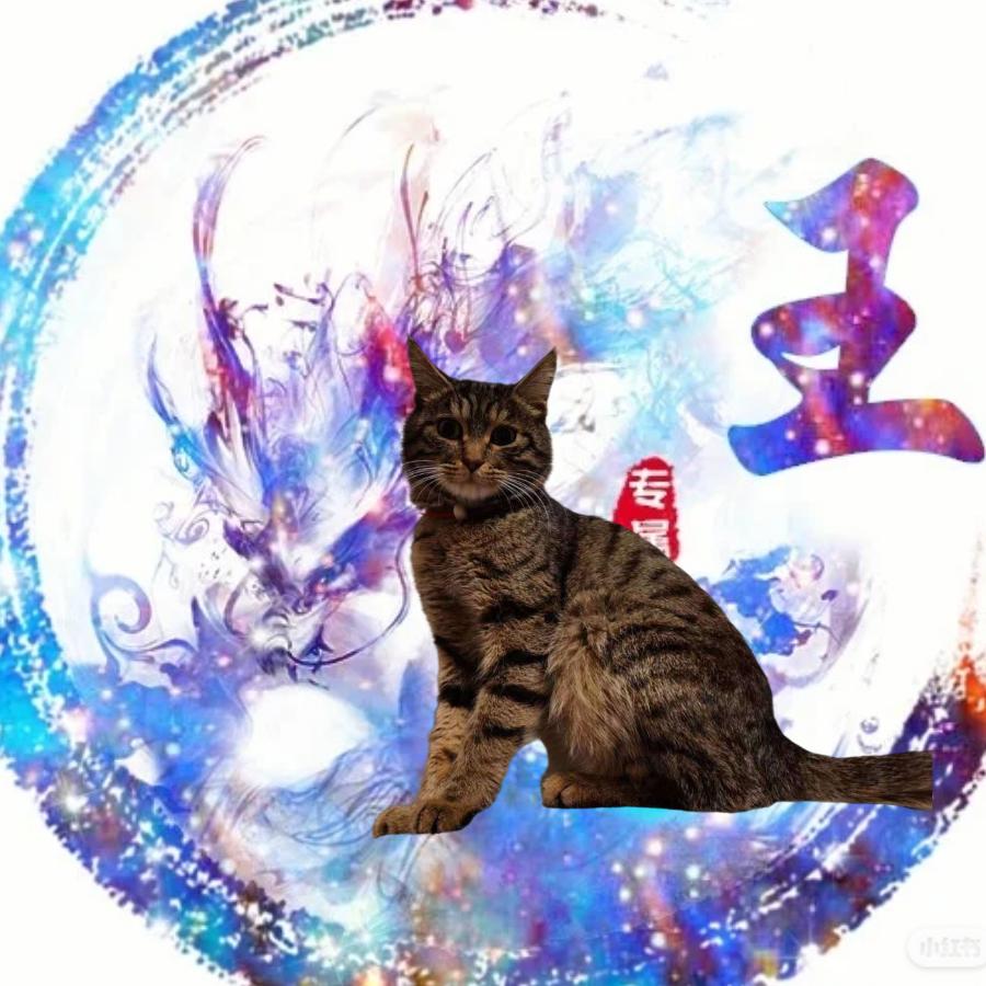 小猫沙龙