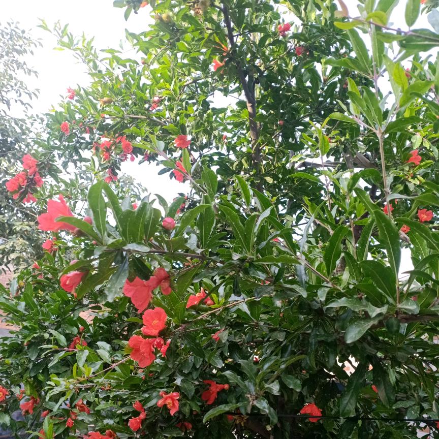 秋《拒绝连赞》