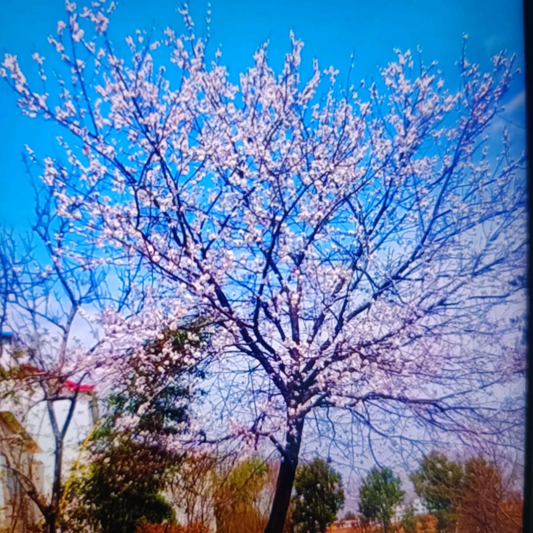 我心依旧✨