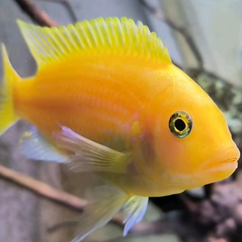 淡水幼鱼苗养殖批发