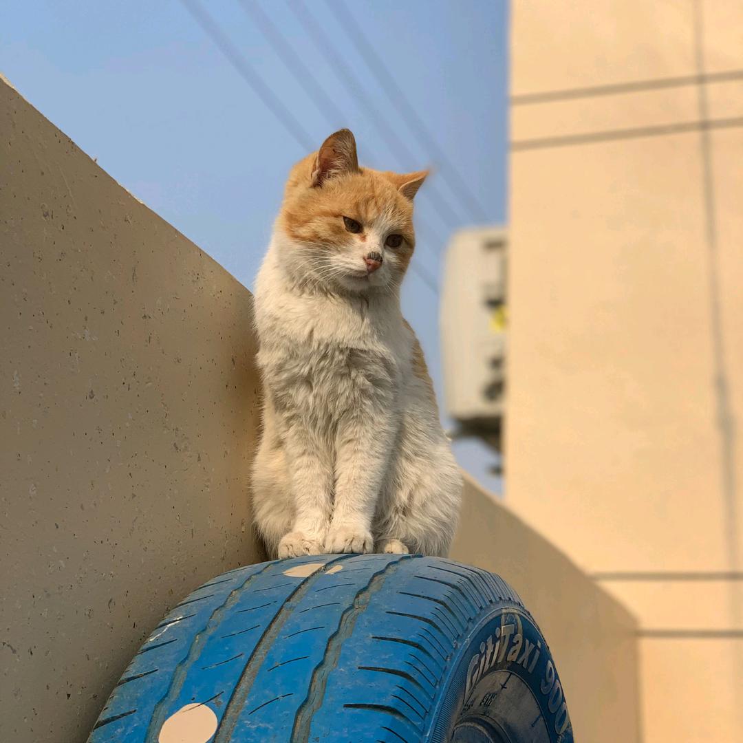 橘桑