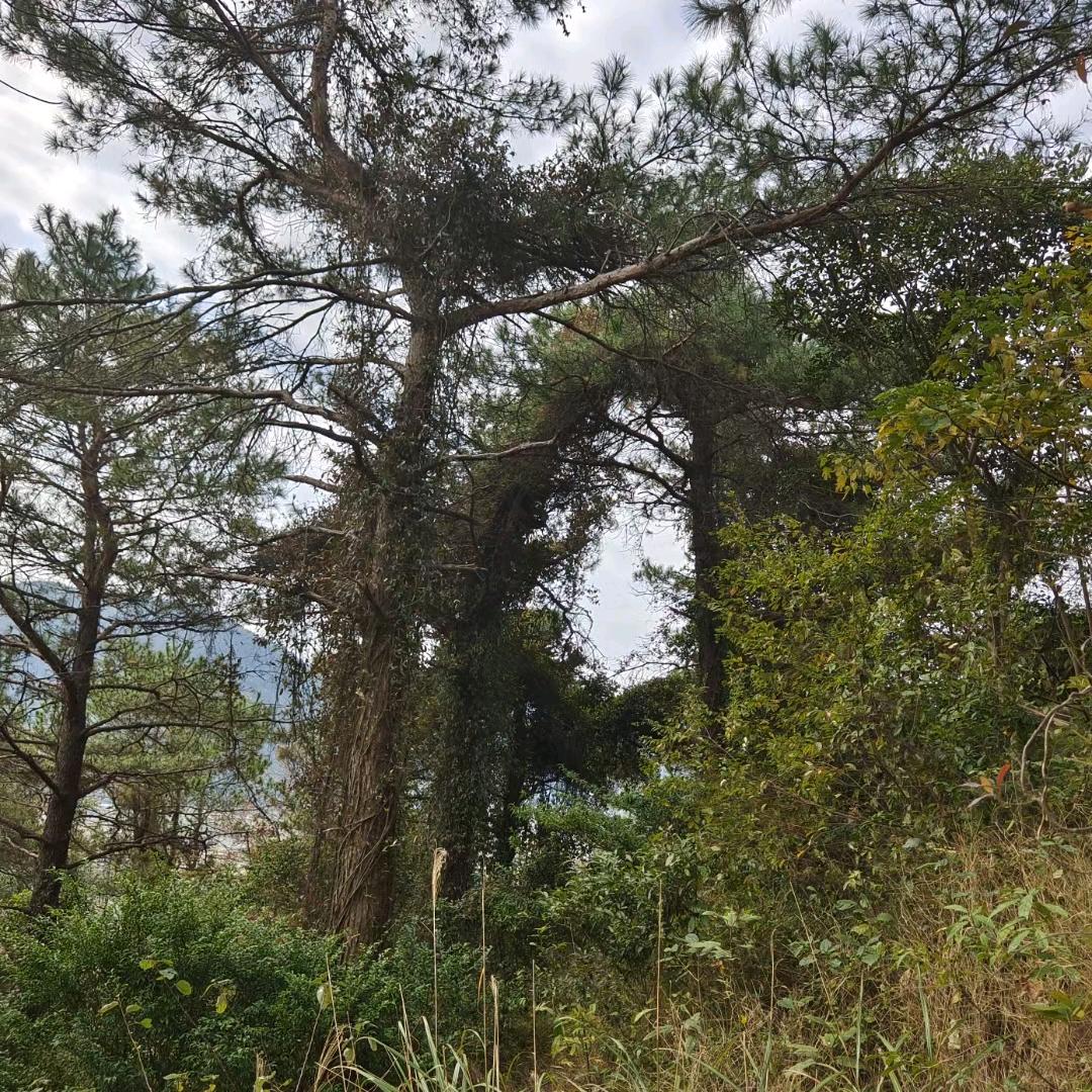 粤江鸿