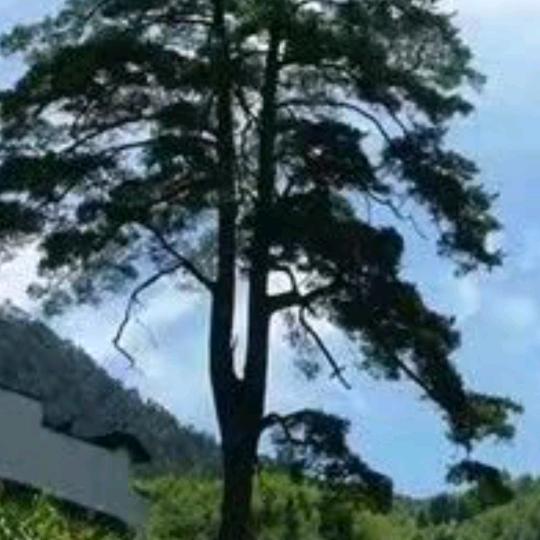 叶哥
