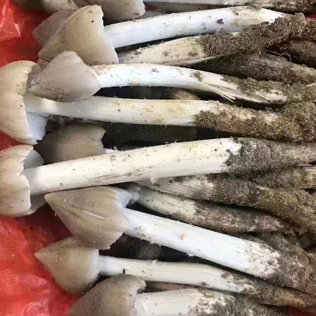 增城区荔枝菌批发