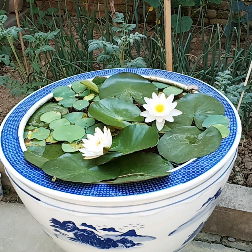 清风拂杨柳