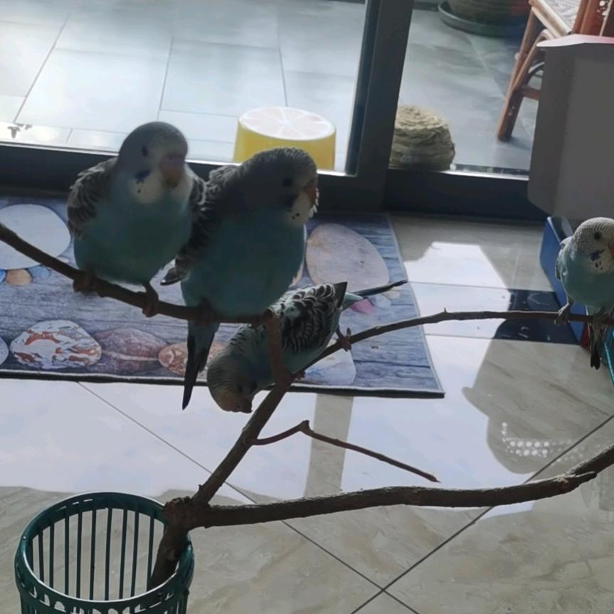 蓝梦手养鹦鹉
