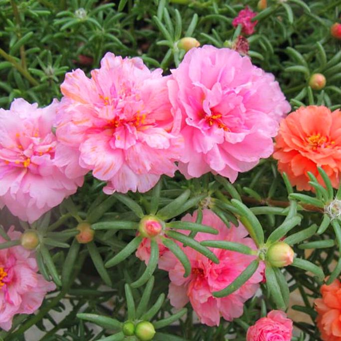 汐颜爱花卉