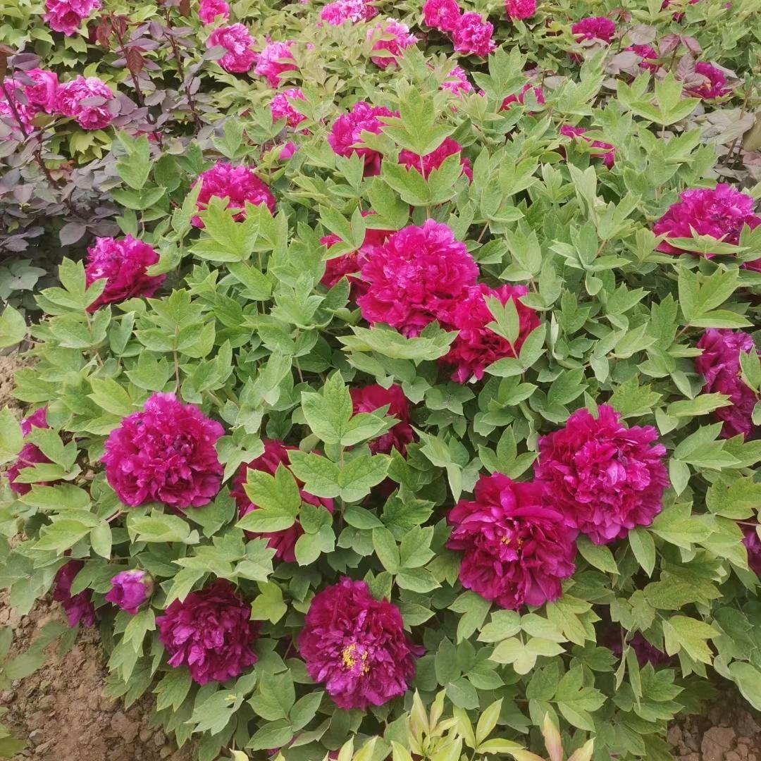 鲁R。顾