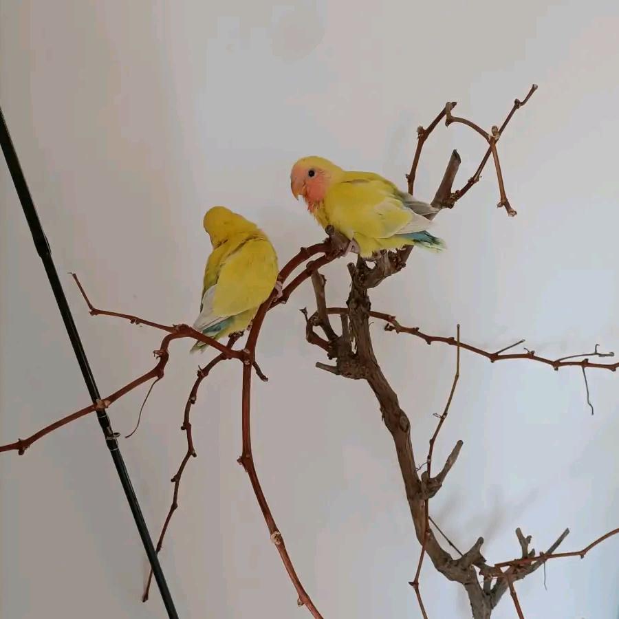 杰