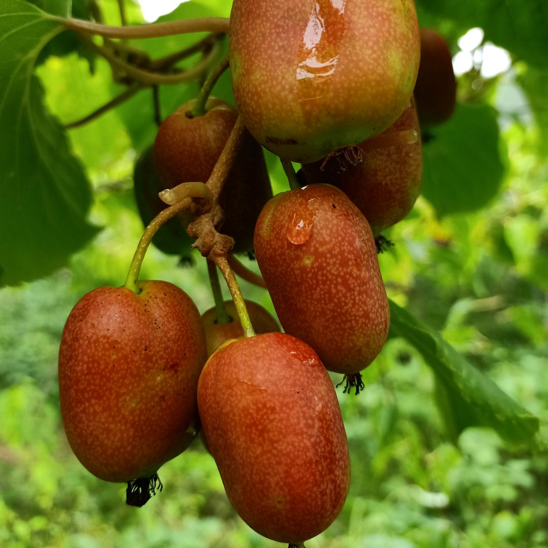 丹东市元宝区景福软枣种植基地