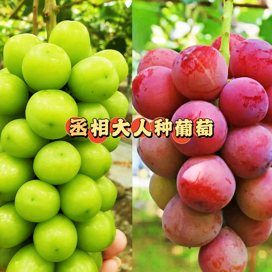 郑果调控