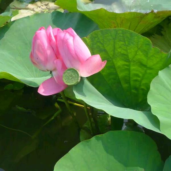 青荷满池
