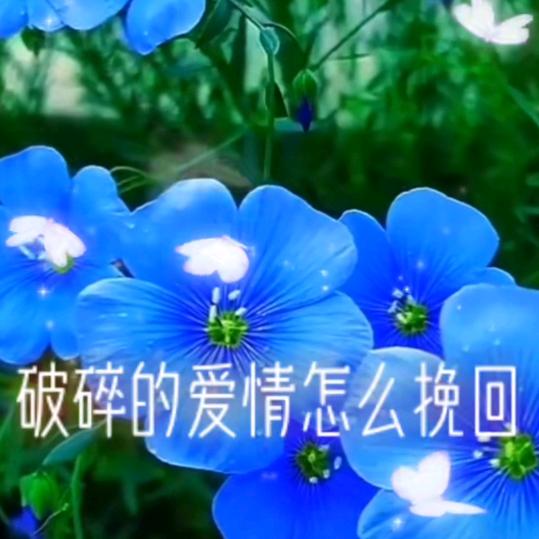 秋水伊人.