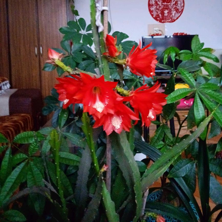江遇