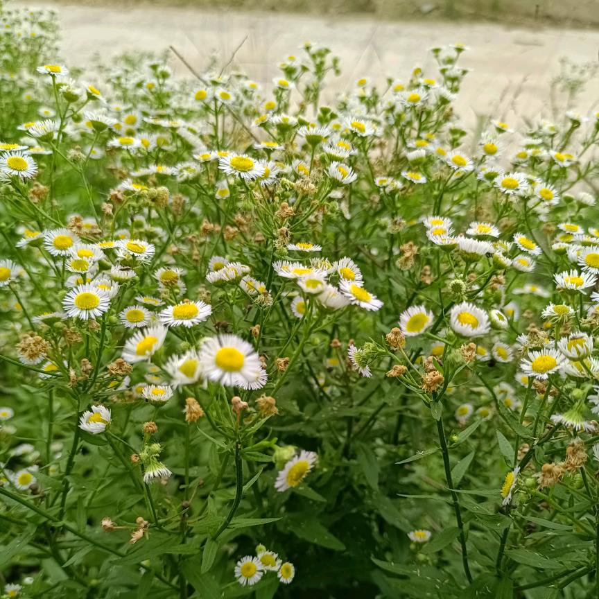 🌻余生随心🦋🌴