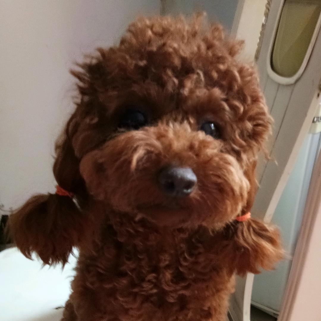萍平姐姐