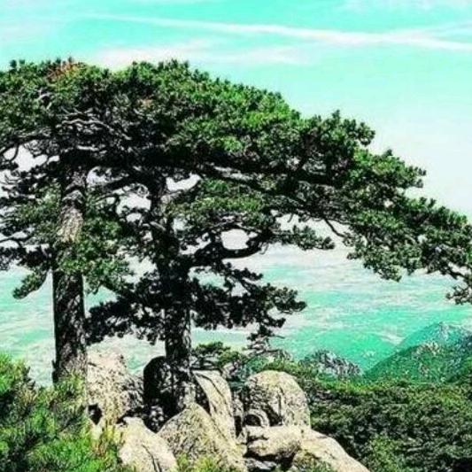 东方人（回）
