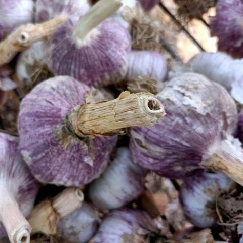 浩浩蒜市因易而通