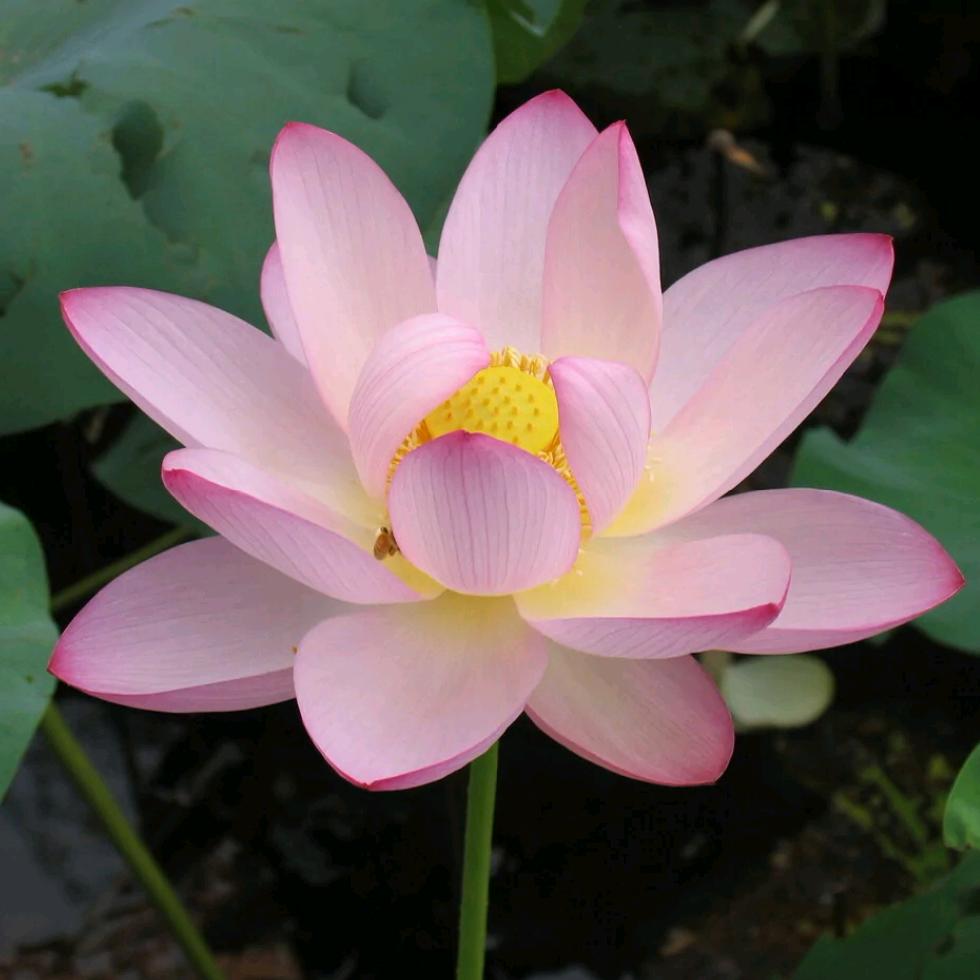 花好月圆