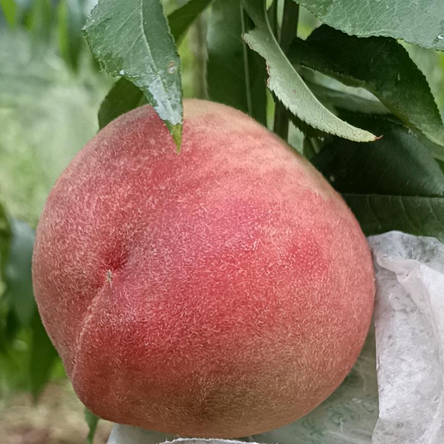 福桃水果种植家庭农场