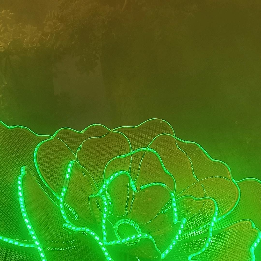 阳荷