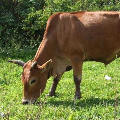 🐄73年的榴莲🐄