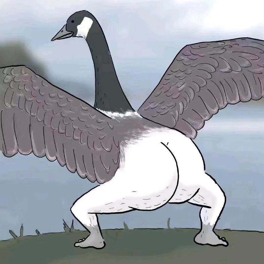 Duck